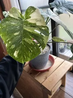 人工観葉植物 大きなハート型の葉 白いポット付き - メルカリ