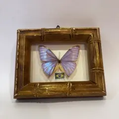 2025年最新】標本 モルフォ蝶の人気アイテム - メルカリ