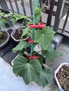 園芸用支柱クリップ 誘引クリップ 植物 茎 ツル 枝 誘引クリップ50個セットのサムネイル