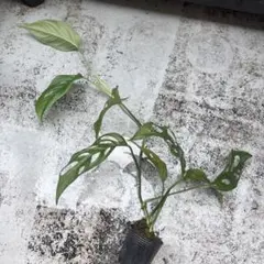 M レア モンステラ オブリクア テナ 細葉 本物 観葉植物 発根のサムネイル