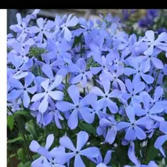 キャン様 リクエスト 2点 まとめ商品