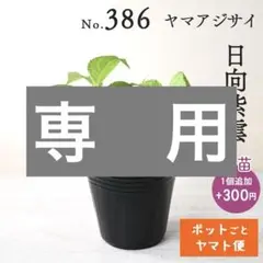 ポットごとヤマト便383】ヤマアジサイ 幼苗 日向絞り - メルカリ
