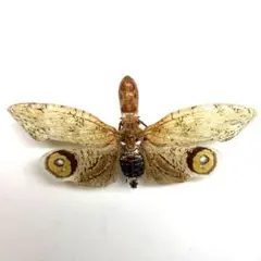 2026年最新】ハゴロモ 標本の人気アイテム - メルカリ