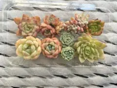 多肉植物 エケベリア 多肉弁当 詰め合わせ カット苗