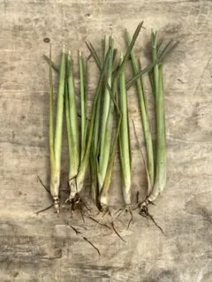 無農薬 レモングラス 抜き苗 3本 送料無料】【生花/直送】ハーブ苗 レモングラス 3寸ポット ※ お