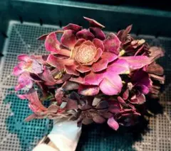 多肉植物 アエオニウム 孔雀の羽 抜き苗 - メルカリ