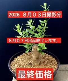 2026年最新】オリーブ 古木の人気アイテム - メルカリ