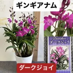 2026年最新】デンドロビューム苗の人気アイテム - メルカリ