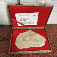 2025年最新】中国 魚 化石の人気アイテム - メルカリ