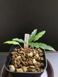 Homalomena sp.”若蝦手” ホマロメナのサムネイル