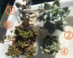 【多肉植物】 抜き苗セット(カット値下げ対応)