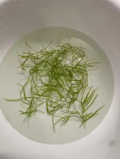 水草 ナヤス　約2gのサムネイル