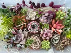 セール中♡多肉植物(カット苗) カラフルなセット♪ このままお届け♡L容器