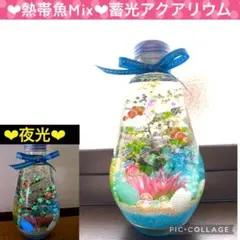 【New】〜❄︎熱帯魚Mix❄︎〜❤︎貝殻＆星の砂in蓄光アクアリウム❤︎