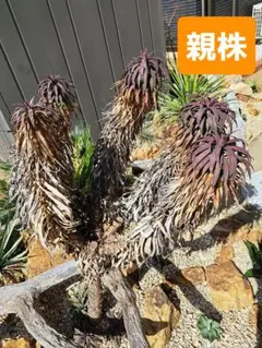 ティムタム様 リクエスト 2点 まとめ商品