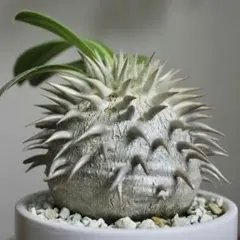 パキポディウム レウコキサンツム 実生6年目 陶器鉢 塊根植物 観葉植物