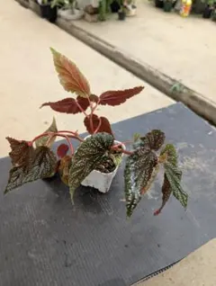 Yoko様 リクエスト 2点 まとめ商品