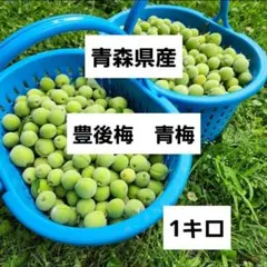 豊後梅　1キロ　青森県産　サイズ小～中　青梅　常温発送のサムネイル