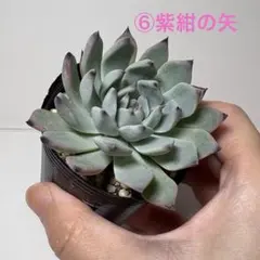 2026年最新】おらいさん 紫紺の矢の人気アイテム - メルカリ