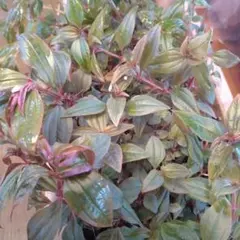 yakuei waki様 リクエスト 3点 まとめ商品