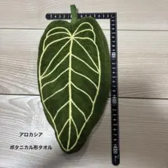 アロカシア　アロイド　植物　早い者勝ち　ハンドタオルのサムネイル