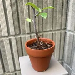 ミニ しっかりした幹 ガジュマル 観葉植物 抜き苗 管理番号② - メルカリ