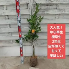 ひとみさま専用 他の方は購入できません ゆら早生みかん 苗木 2年生 ひとみさま専用 他の方は購入できません ゆら早生みかん 苗木 2年生