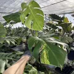 あぐり★プロフ確認お願いします★様 リクエスト 2点 まとめ商品