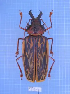 螽斯最大種】マレーシアオオキリギリス 直翅類標本カマドウマバッタ直