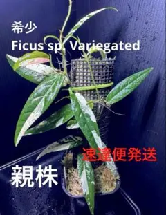 希少！Ardisia sp.アルディシア スネークスキン 葉挿し増殖株 ラビシア