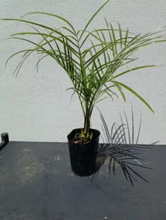 【沖縄産】フェニックスロベレニー35 ドライガーデン　観葉植物　ヤシ