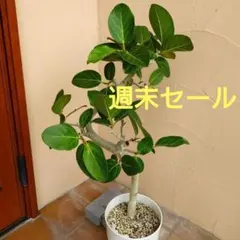 フィカス ベンガレンシス 8号145cm S-shaped tree form フィカス ベンガレンシス 145cm 8号 S-shaped tree form - メルカリ
