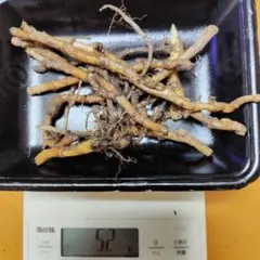 みょうが　出品 2025年最新】みょうが地下茎の人気アイテム - メルカリ