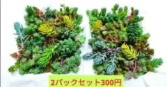 【送料無料】訳あり2パックミニセット　多肉植物　カット苗　セダム　詰め合わせ