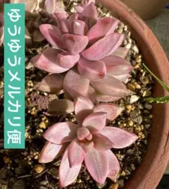 2026年最新】多肉植物ブロンズ姫錦の人気アイテム - メルカリ