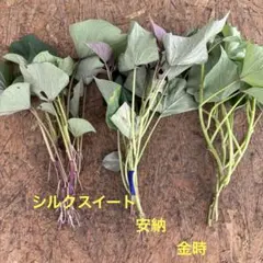 シルクスイート 10本 新鮮さつまいも苗 無農薬 - メルカリ