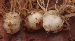 ひ*り様 ミノコバイモ 球根(特大)３＋おまけ 実生 山野草 ラストのサムネイル