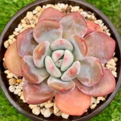 2025年最新】オレンジモンローの人気アイテム - メルカリ