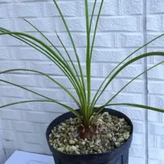 ダシリリオン　ロンギシマムのサムネイル
