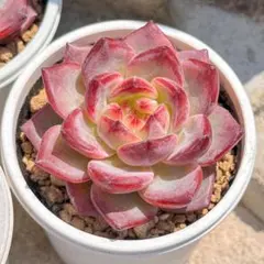 新入荷 大人気 多肉植物 エケベリア 暁月 超美苗 レア種