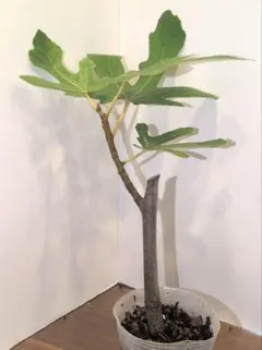 いちじく 無花果 苗 らくらくメルカリ便ネコポス kkmのサムネイル