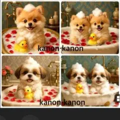 kanon様パネル　入浴わんこ　ポメ・シーズ