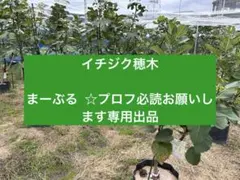 2026年最新】イチジク苗 アルマの人気アイテム - メルカリ