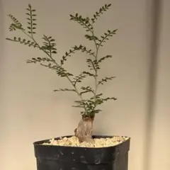 L357 多肉植物 オペルクリカリア・パキプス実生 大株【落ち葉です