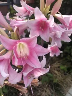 みきちゃん様 リクエスト 2点 まとめ商品