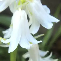 Twフア【5球】清楚な 白 釣鐘水仙 ツリガネスイセン ホワイト