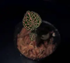 ジュエルオーキッド,RoseGoldのサムネイル