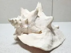 2025年最新】法螺貝標本の人気アイテム - メルカリ