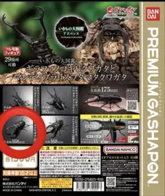新品 マンディブラリスフタマタクワガタ(黒)いきもの大図鑑アドバンス カプセル版