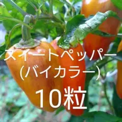 BNOB様 リクエスト 2点 まとめ商品